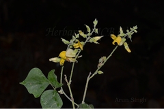 Rhynchosia bracteata